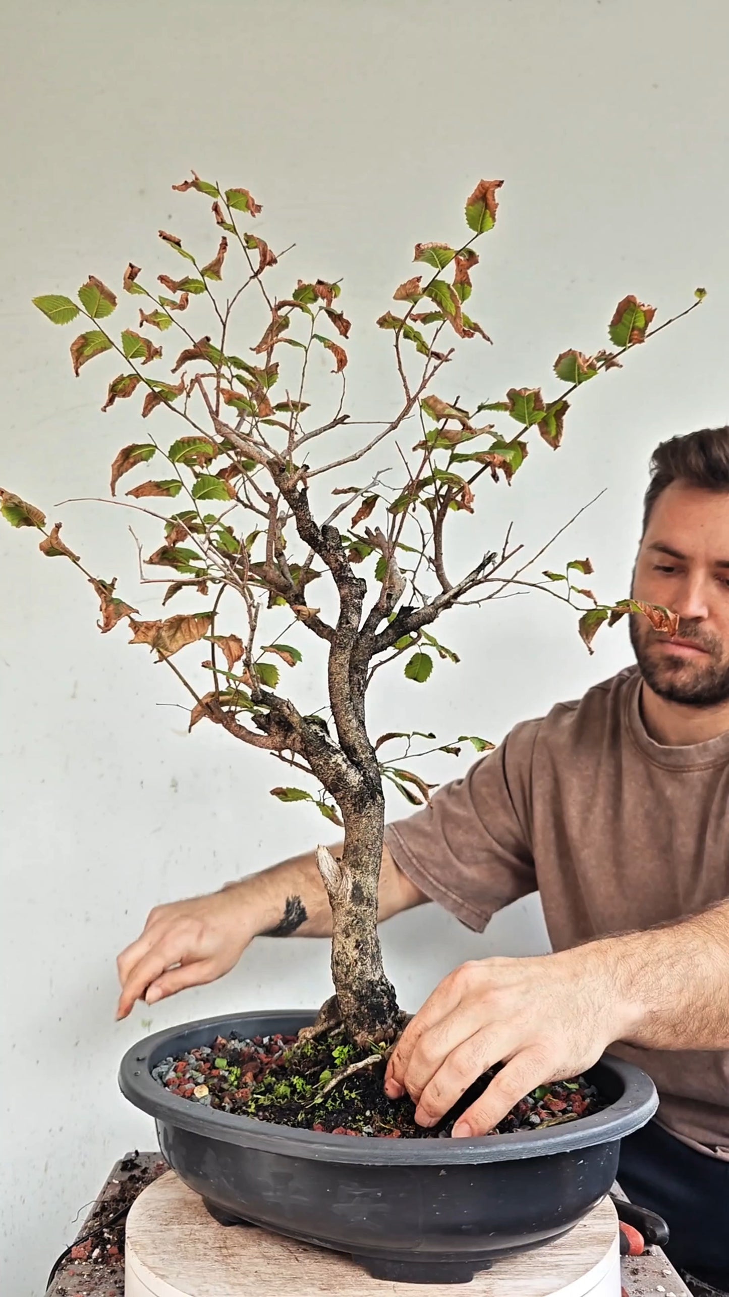 bonsai tree plastic American Elm Bonsai