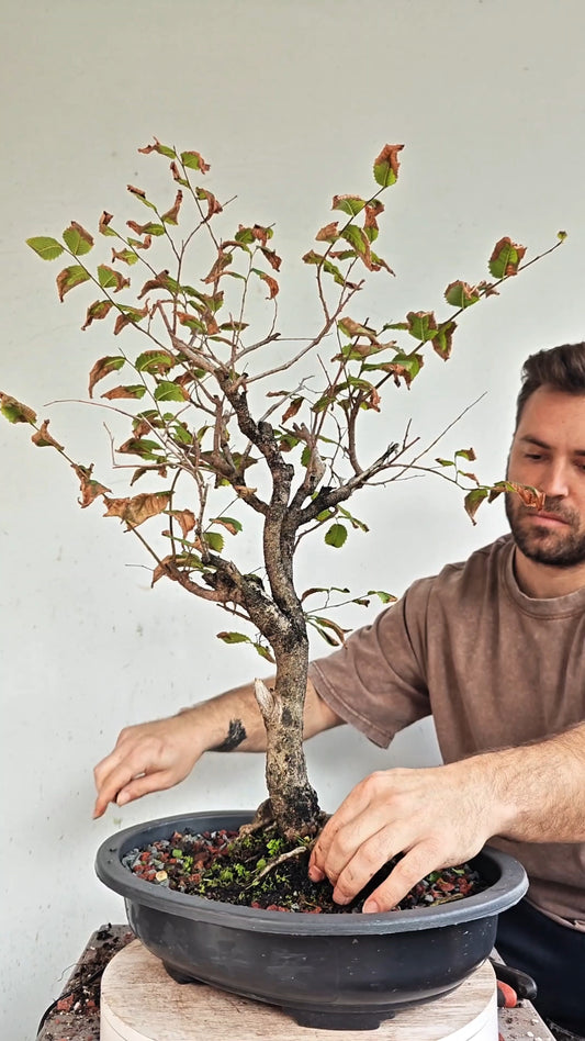 American Elm Bonsai - 15 Inch Plastic Pot
