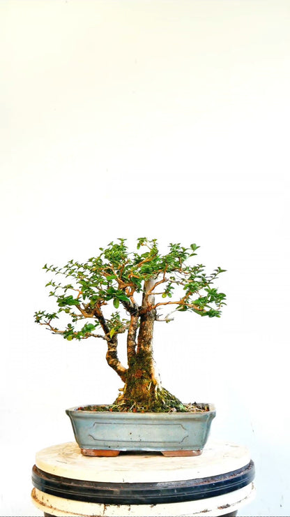 Flowering Premna Speicmen - 9" Glazed Pot