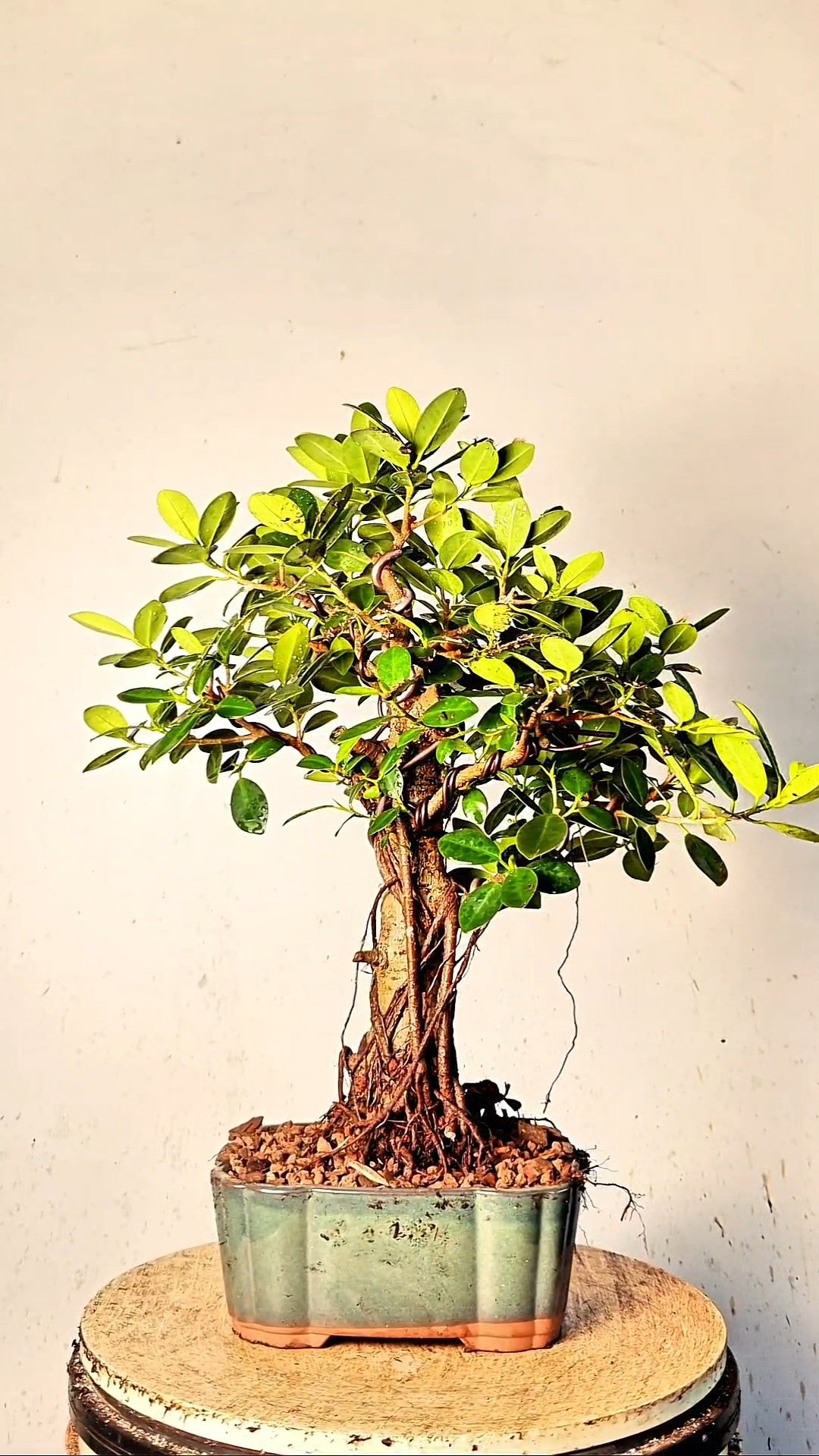 Green Island Ficus Specimen - 9 inch Glazed Japanese Rectangle
