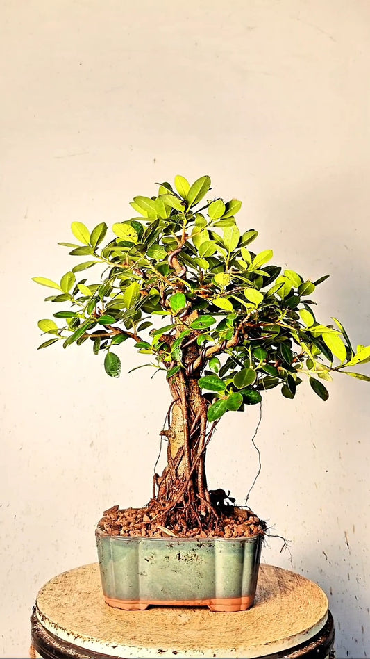 Green Island Ficus Specimen - 9 inch Glazed Japanese Rectangle
