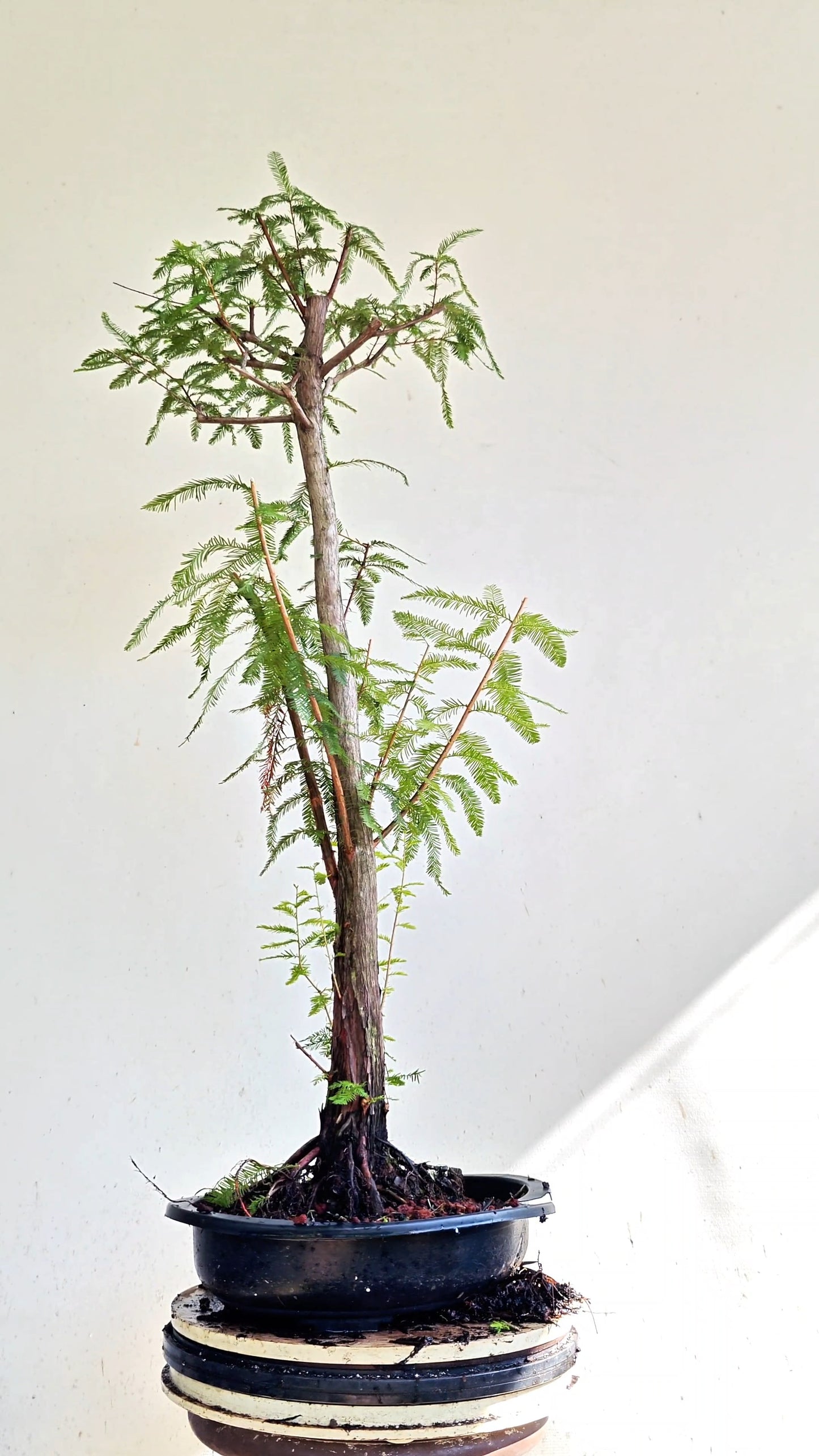 Bald Cyress Bonsai - 15 inch Plastic Pot