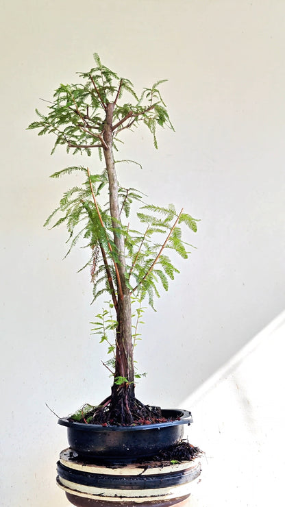 Bald Cyress Bonsai - 15 inch Plastic Pot