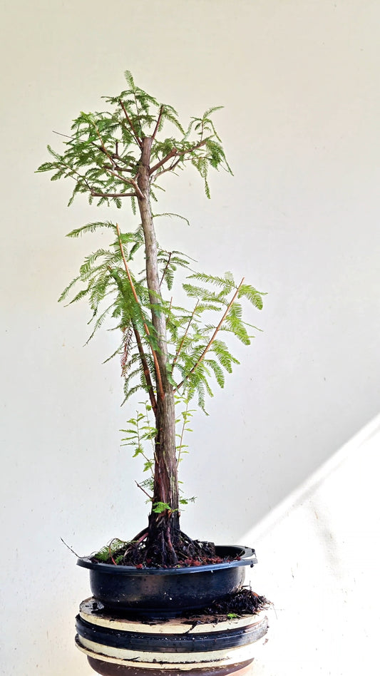 Bald Cyress Bonsai - 15 inch Plastic Pot