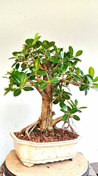 Ficus Microcarpa - Green Island Ficus - 12 inch Glazed Rectangle