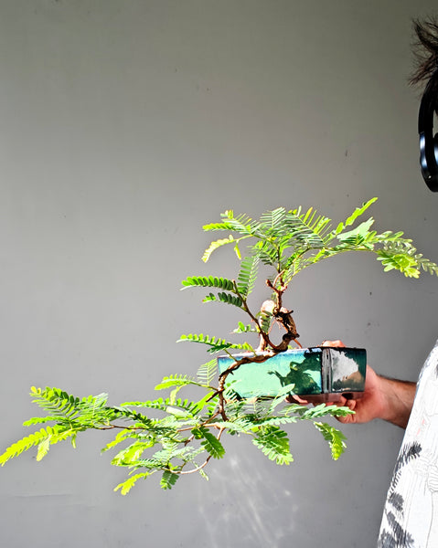 Cascade Tamarind Specimen Bonsai - 7 inch glazed pot