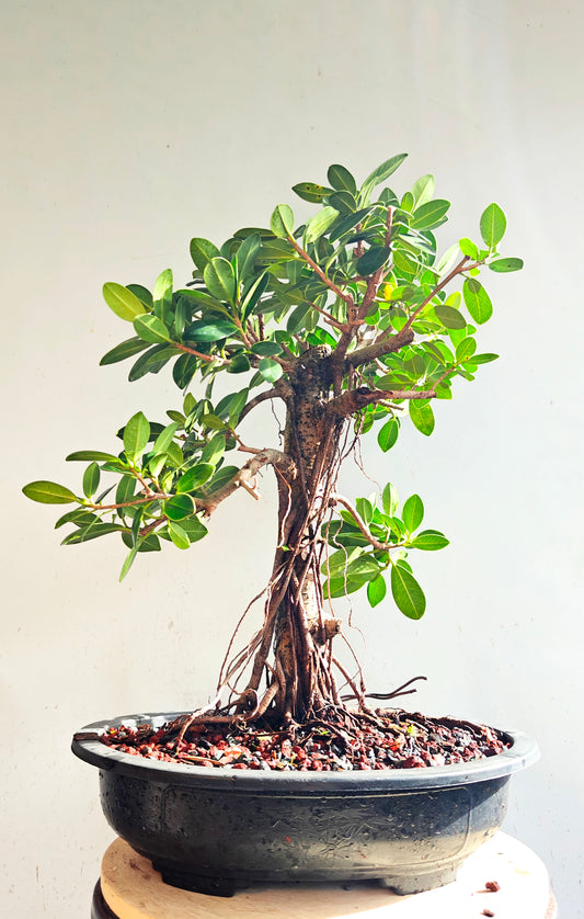 Green Island Ficus - 15 inch plastic pot
