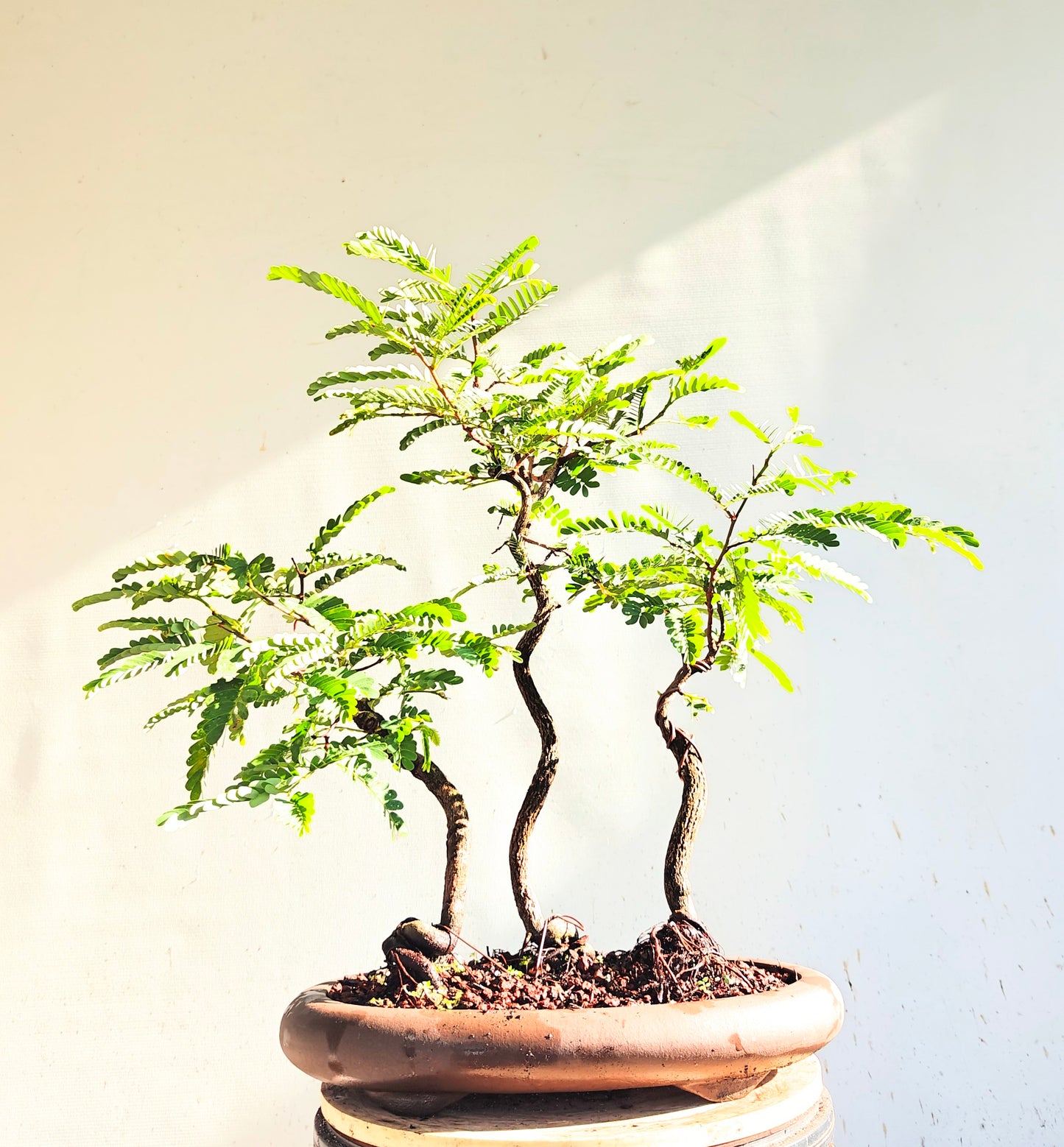Tamarind Forest Specimen Bonsai - 13 inch unglazed pot