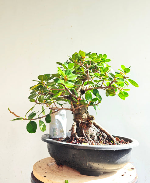Green Island Ficus - 15 inch plastic pot