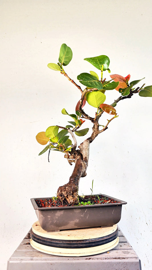 Sea Grape Bonsai -15 inch Plastic Pot