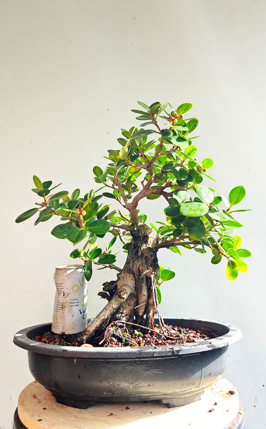 Green Island Ficus - 15 inch plastic pot