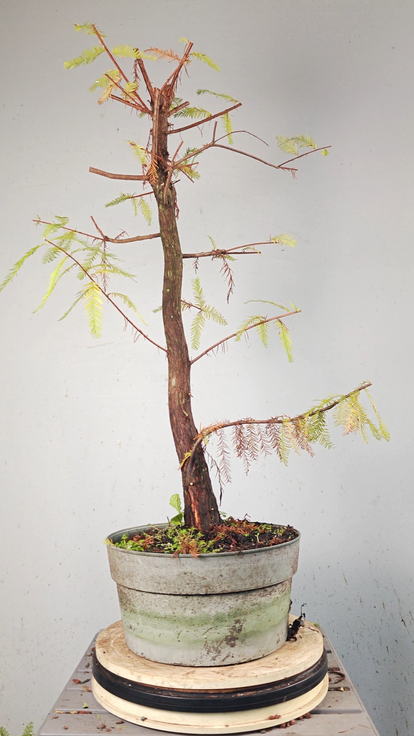 Bald Cyress Bonsai - 12 inch Plastic Pot