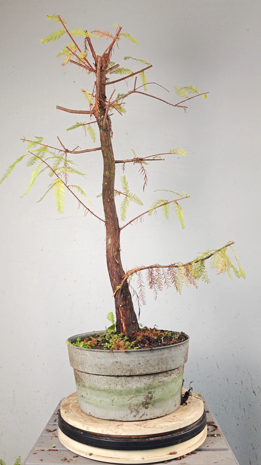 Bald Cyress Bonsai - 12 inch Plastic Pot