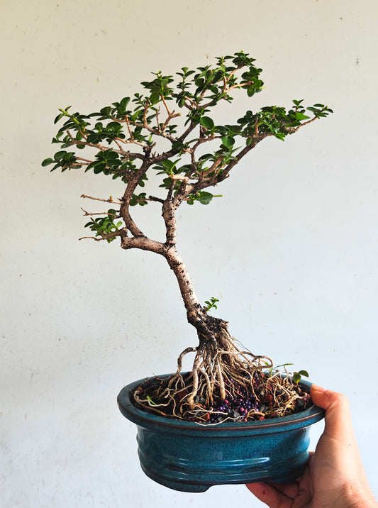 Flowering Premna With Exposed Roots