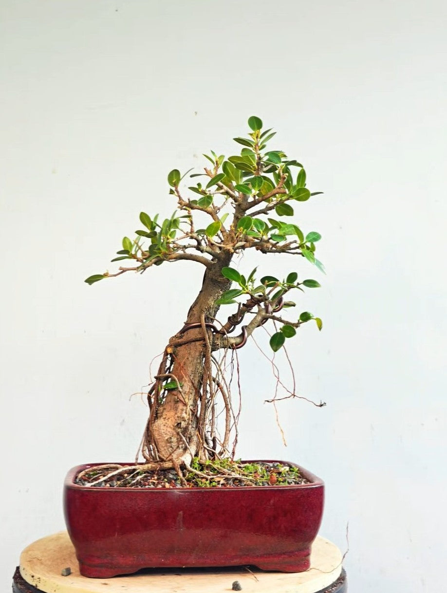 Green Island Ficus - Specimen Bonsai - glazed 10 inch pot