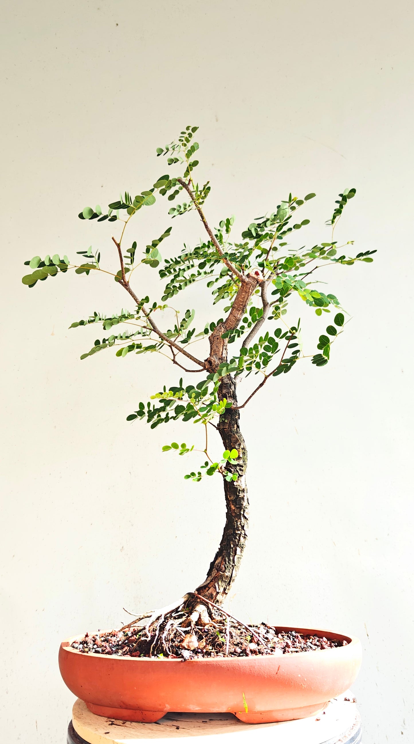 Lysiloma Sabicu - 15 inch unglazed pot