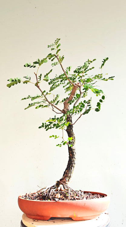 Lysiloma Sabicu - 15 inch unglazed pot