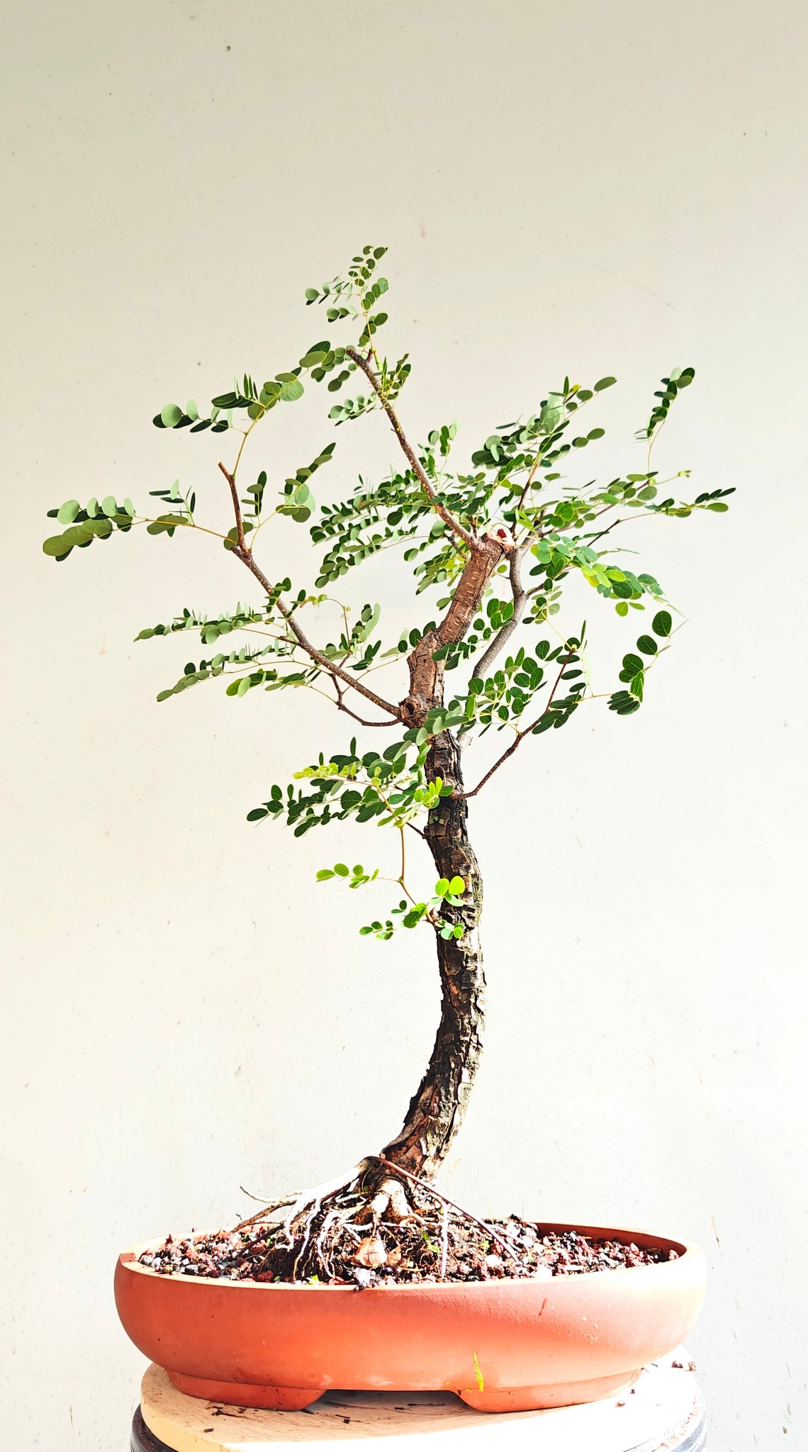 Lysiloma Sabicu - 15 inch unglazed pot