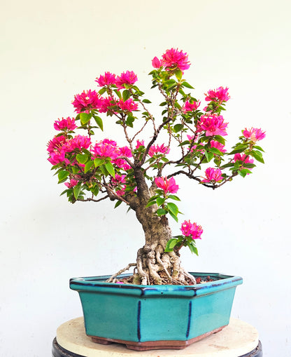 Pixie Bougainvillea Specimen Bonsai - 10 Inch Glazed Rectangle