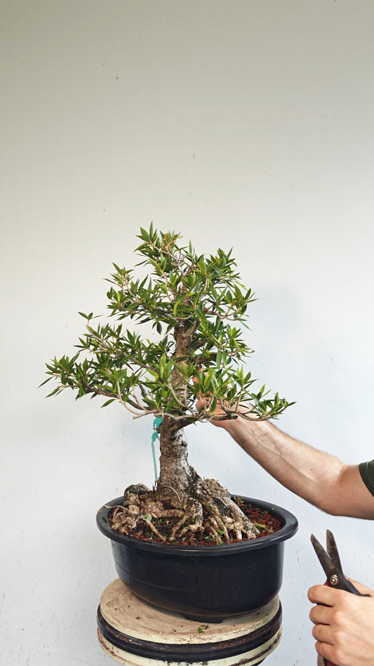 Willow Leaf Ficus Bonsai - 17 inch plastic bonsai pot