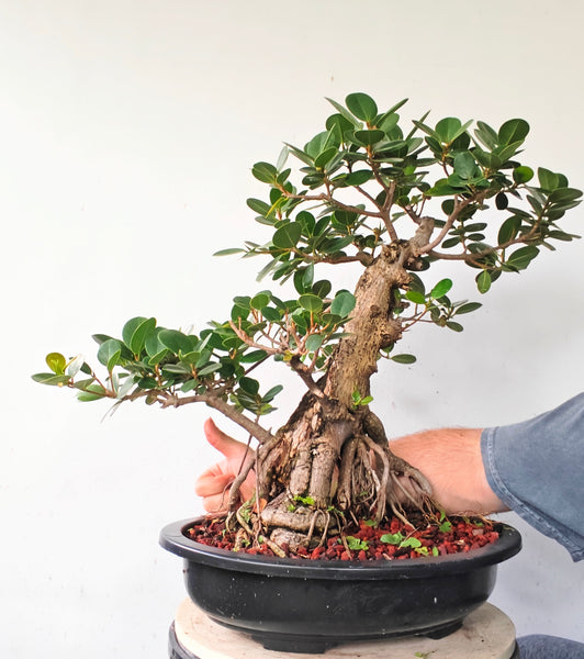 Green Island Ficus - 15 inch plastic pot
