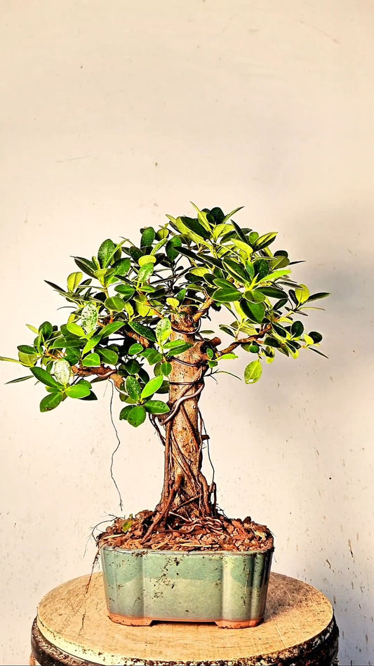 Green Island Ficus Specimen - 9 inch Glazed Japanese Rectangle
