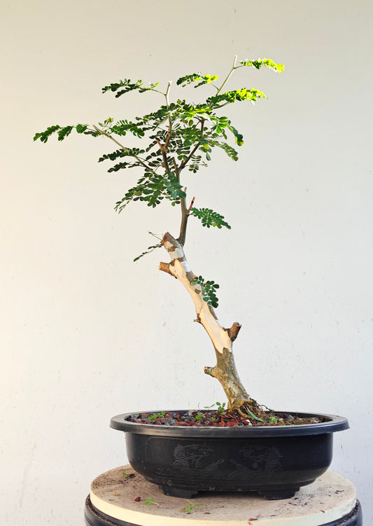Thornless Flowering Brazilian Rain Tree - 15 Inch Plastic Pot