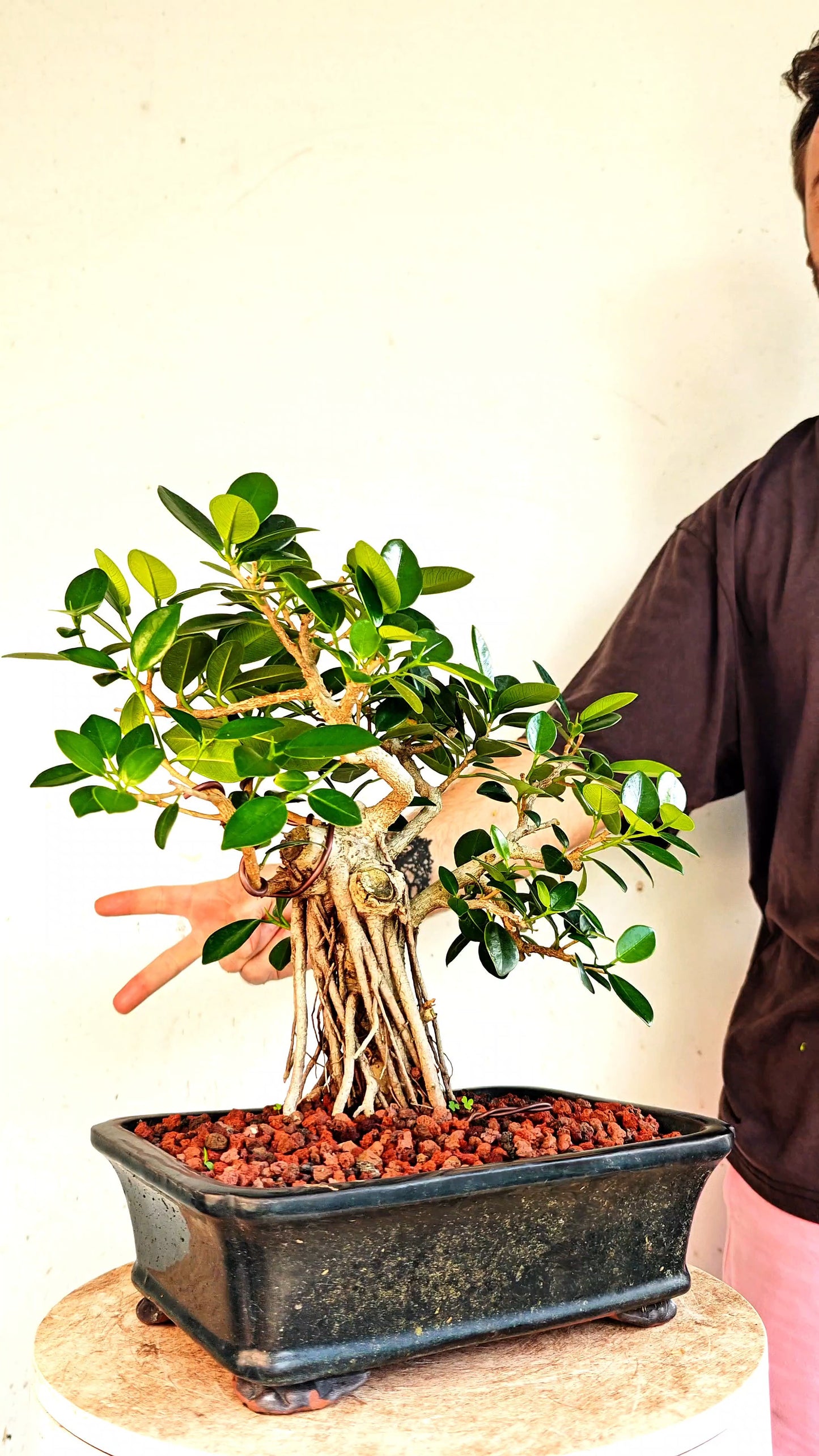 Green Island Ficus - 10 inch Glazed Rectangle