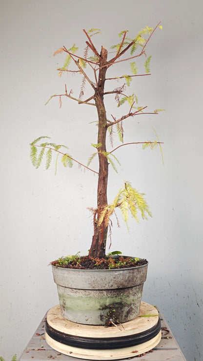 Bald Cyress Bonsai - 12 inch Plastic Pot