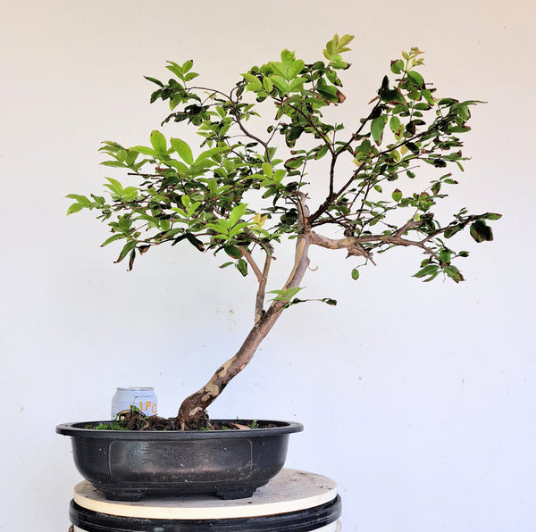 Jabuticaba - 11 inch plastic bonsai pot