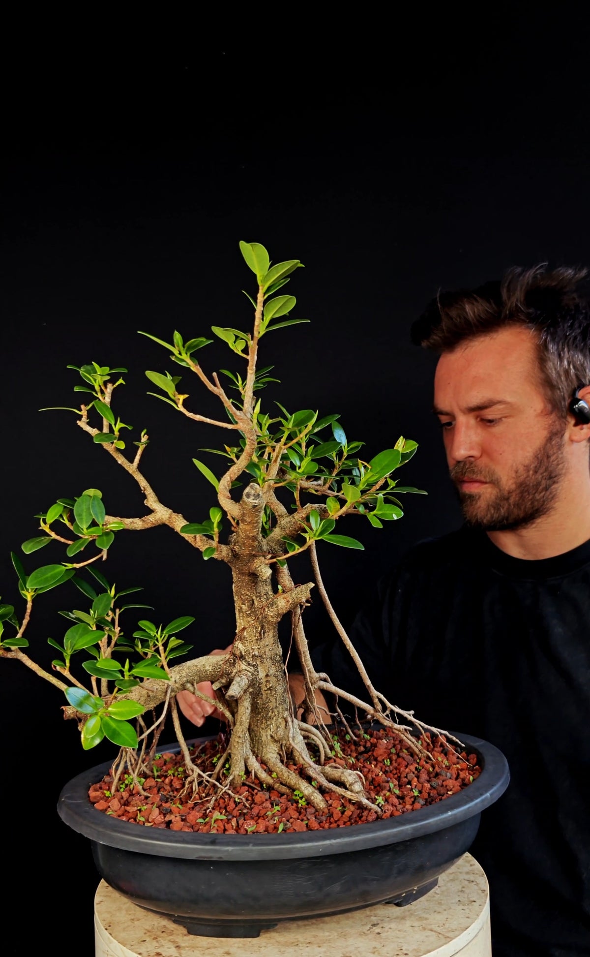 Ficus Microcarpa - 15 Inch Plastic Bosai Pot