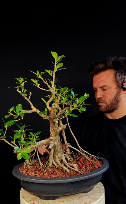 Ficus Microcarpa - 15 Inch Plastic Bosai Pot