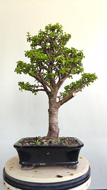Dwarf Jafe Bonsai - 10 inch pot
