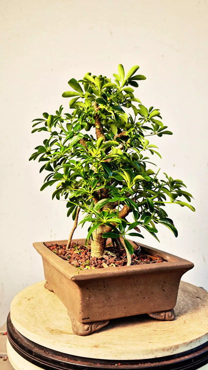 Dwarf Umbrella/Schefflera Bonsai - 10 inch unglazed pot