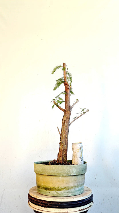 Bald Cyress Bonsai - 12 inch Plastic Pot