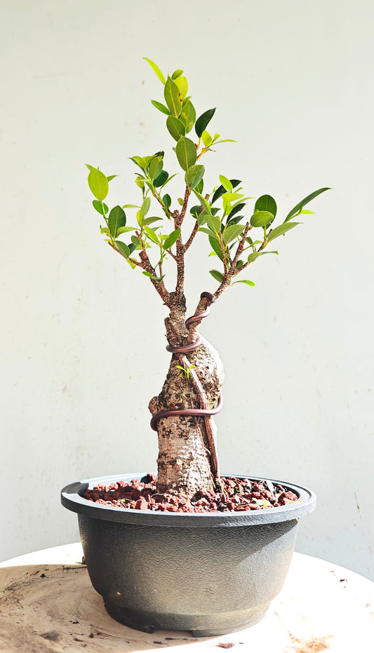 Tigerbark Ficus Bonsai - 7 inch Plastic Pot