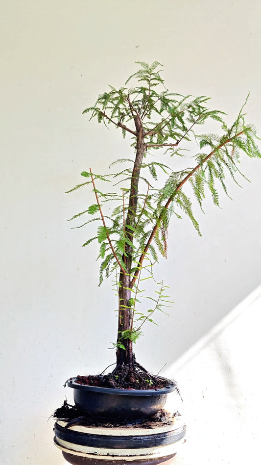 Bald Cyress Bonsai - 15 inch Plastic Pot