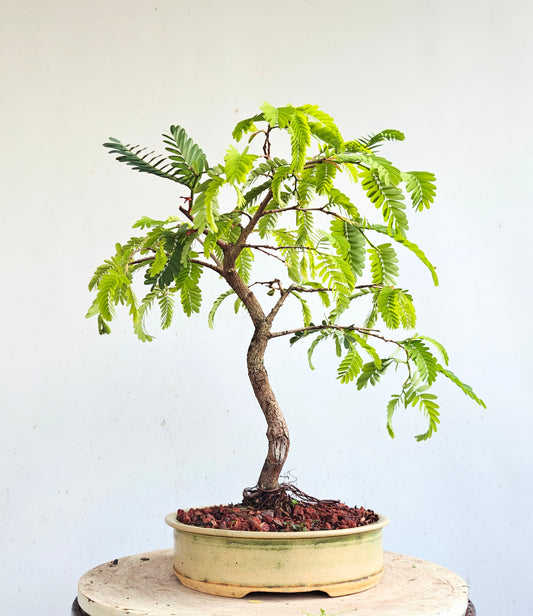 Tamarind Specimen Bonsai - 8 inch glazed pot