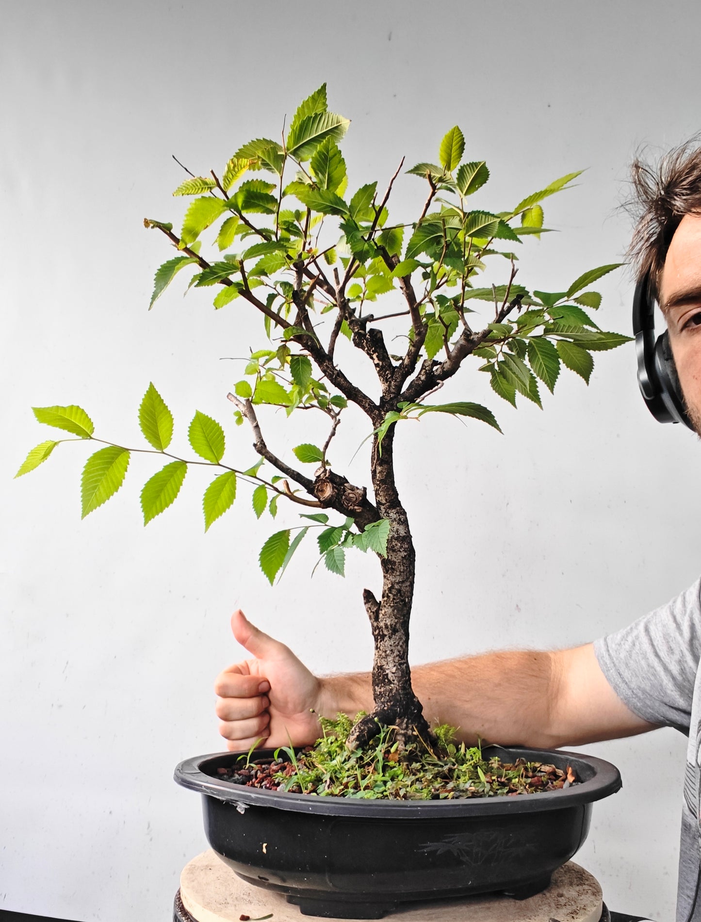 American Elm Bonsai - 15 Inch Plastic Pot