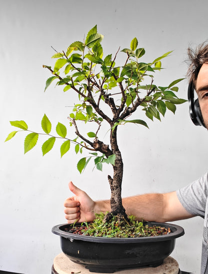 American Elm Bonsai - 15 Inch Plastic Pot