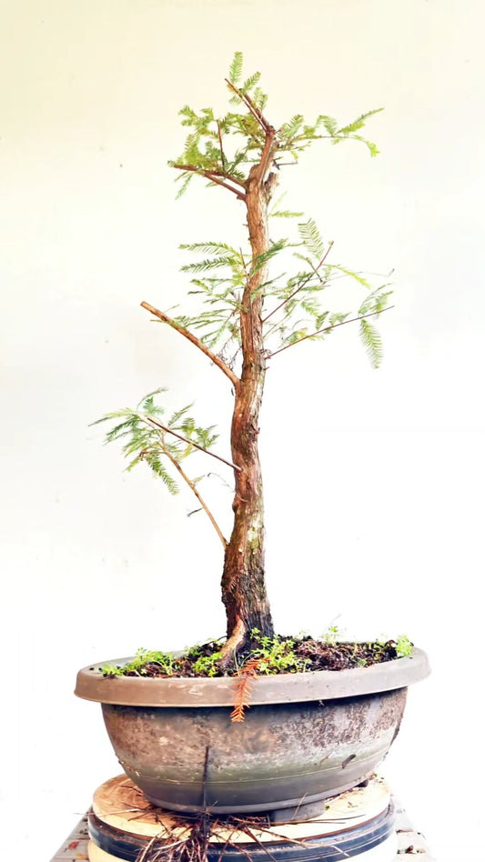 Bald Cyress Bonsai - 17 inch Plastic Pot
