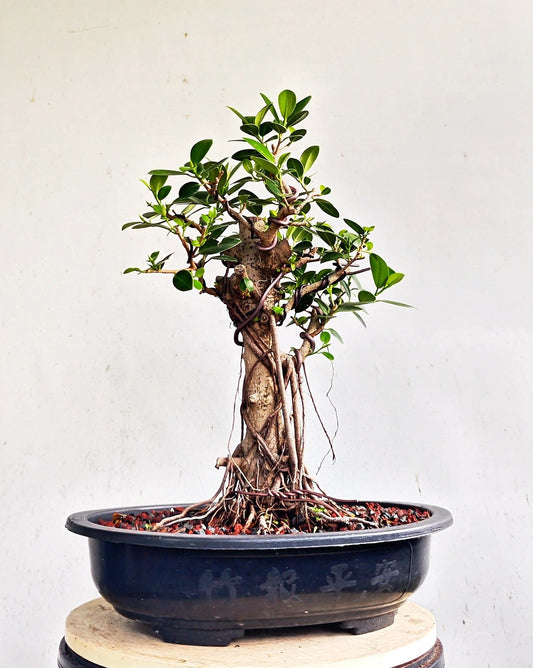 Green Island Ficus - 15 inch plastic pot