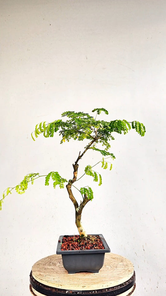 Thornless Flowering Brazilian Rain Tree - 7 Inch Plastic Pot