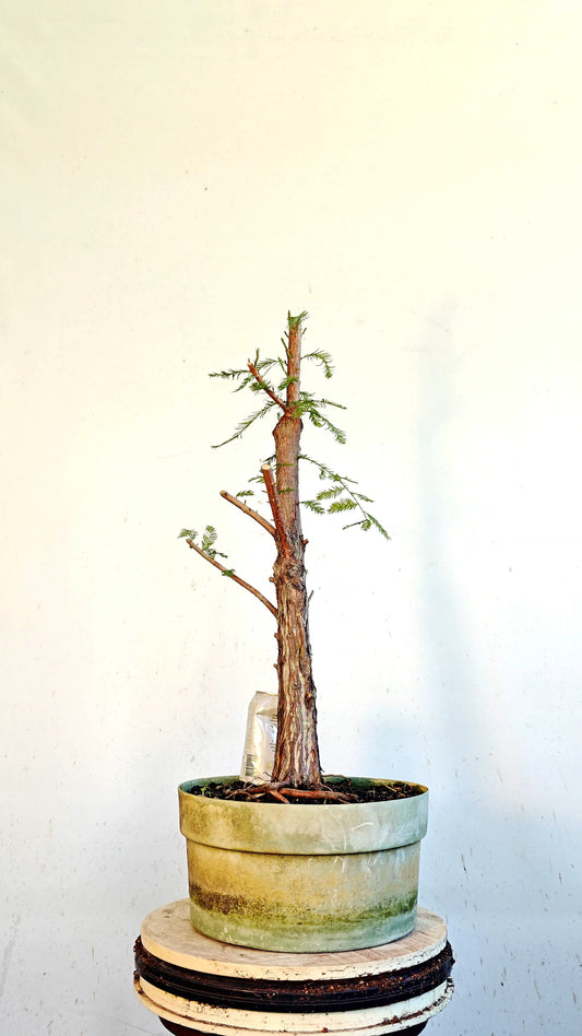 Bald Cyress Bonsai - 12 inch Plastic Pot