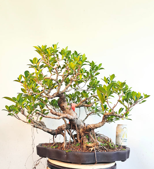 Tigerbark Ficus - Specimen Bonsai