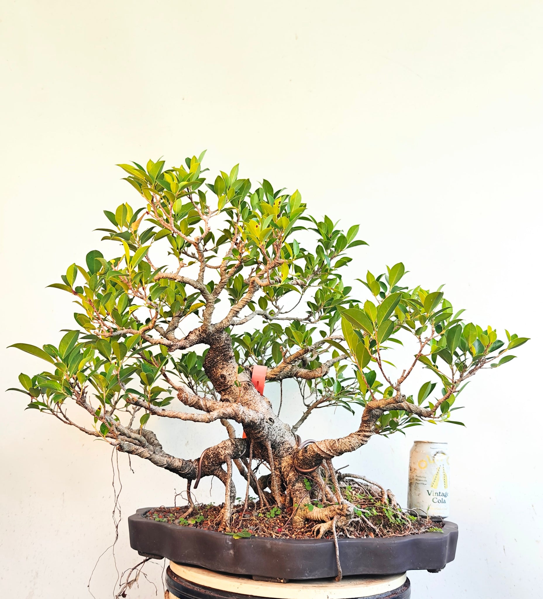 Tigerbark Ficus - Specimen Bonsai