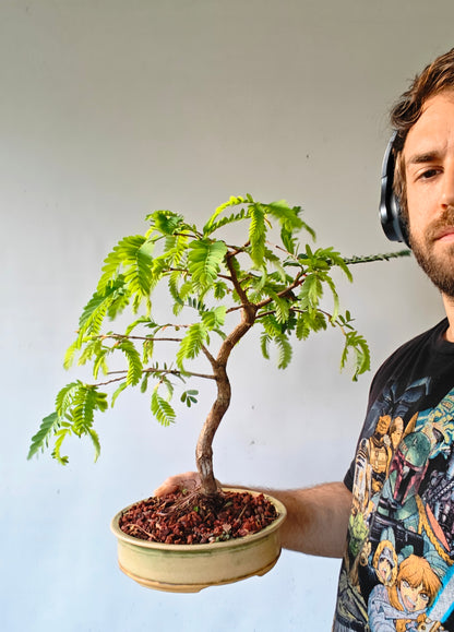 Tamarind Specimen Bonsai - 8 inch glazed pot