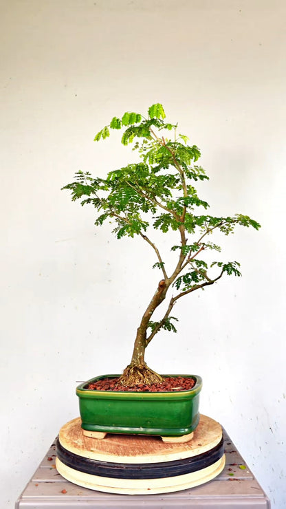 Thornless Flowering Brazilian Rain Tree - 10 Inch Glazed Pot