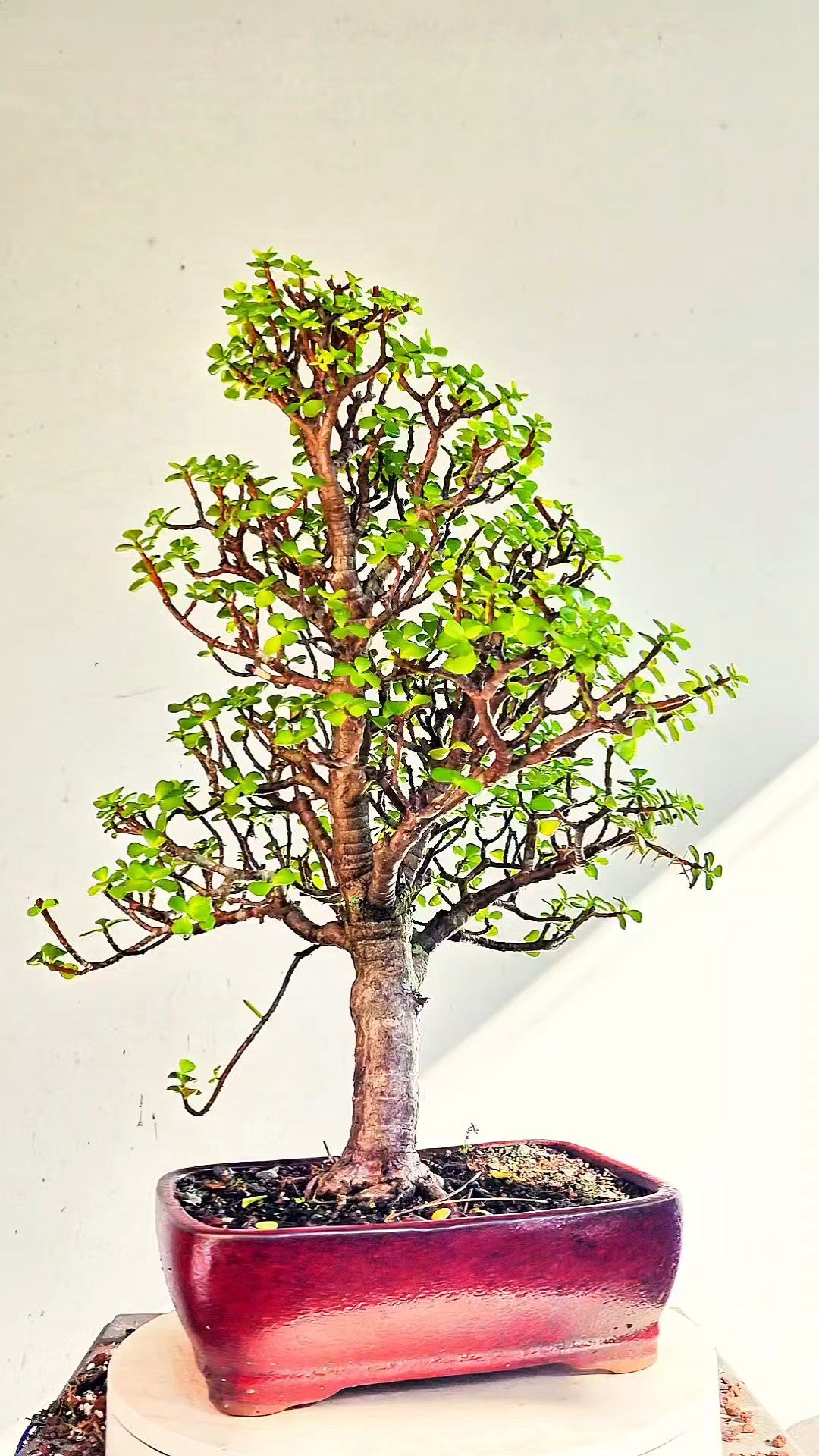 Dwarf Jafe Bonsai - 10 inch Glazed Rectangle