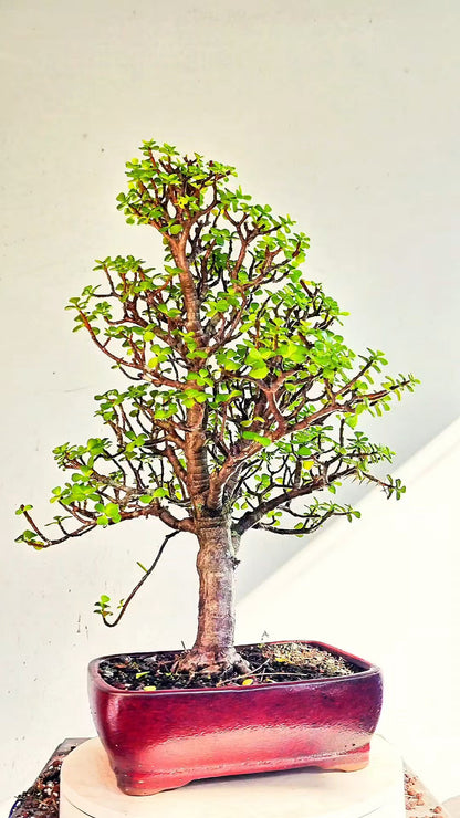 Dwarf Jafe Bonsai - 10 inch Glazed Rectangle
